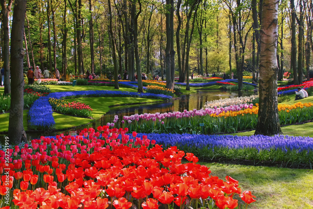 tulip garden in holland