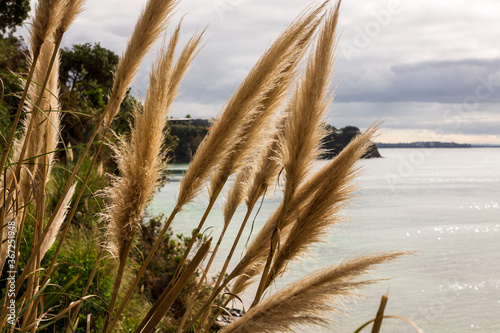 New Zealand native grass plant Toetoe photo