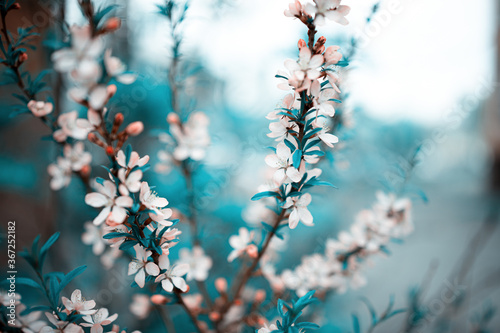 Fresh spring flowers on the branches. Blurred background. © Георгий Окунев