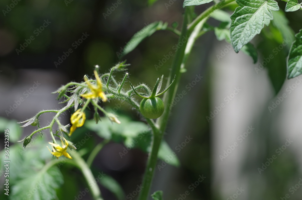 緑のミニトマトと黄色い花 緑のミニトマトと黄色い花