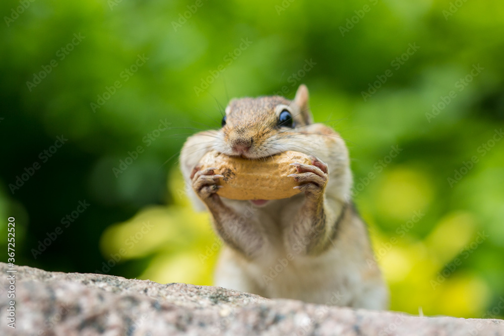 Foto Chipmunk having peanuts