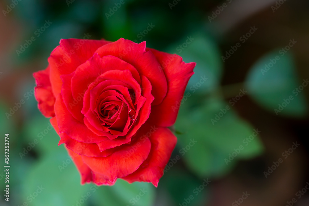 Gorgeous red rose in the garden. Gorgeous red rose in the garden.