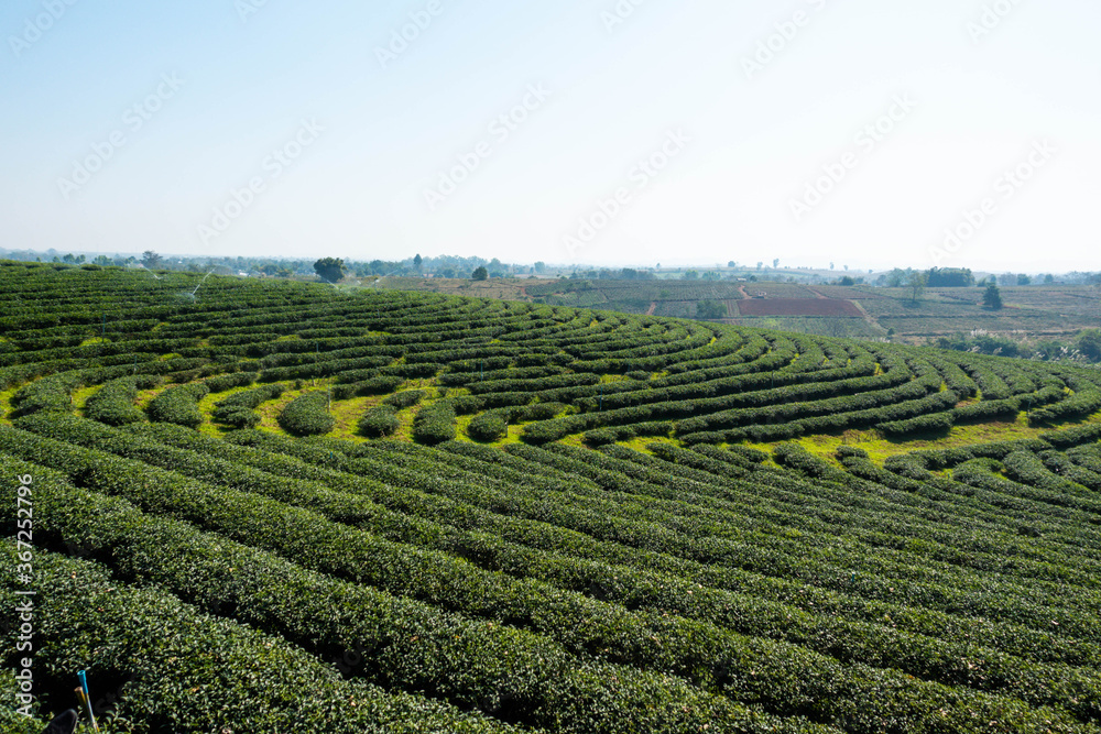 Tea plantation in northern of Thailand