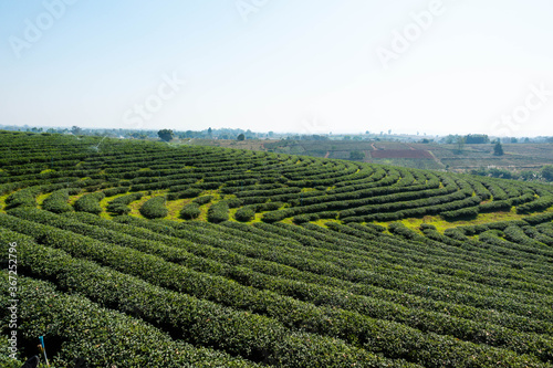 Tea plantation in northern of Thailand