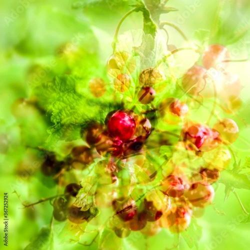 red and yellow currant