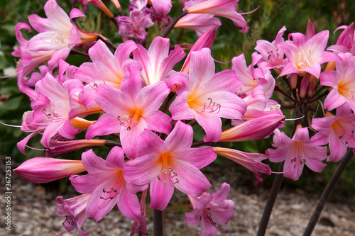 Sydney Australia, pink flower head of a Amaryllis belladonna or naked-lady-lily photo