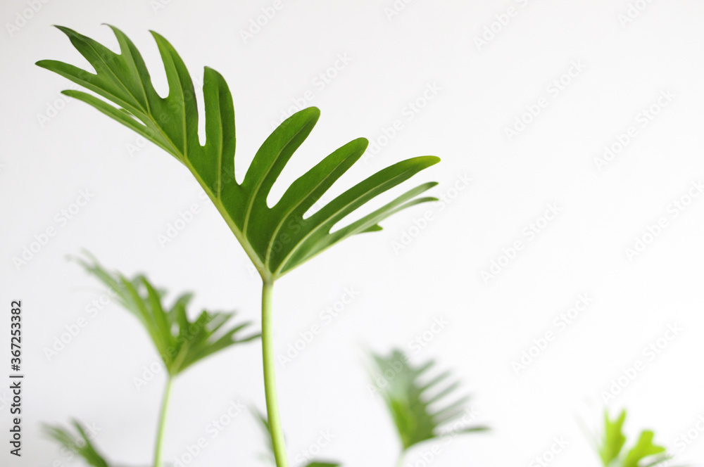 Naklejka premium green xanadu leaves on white background