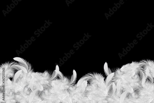 Light fluffy a white feathers on black background with copy space.
