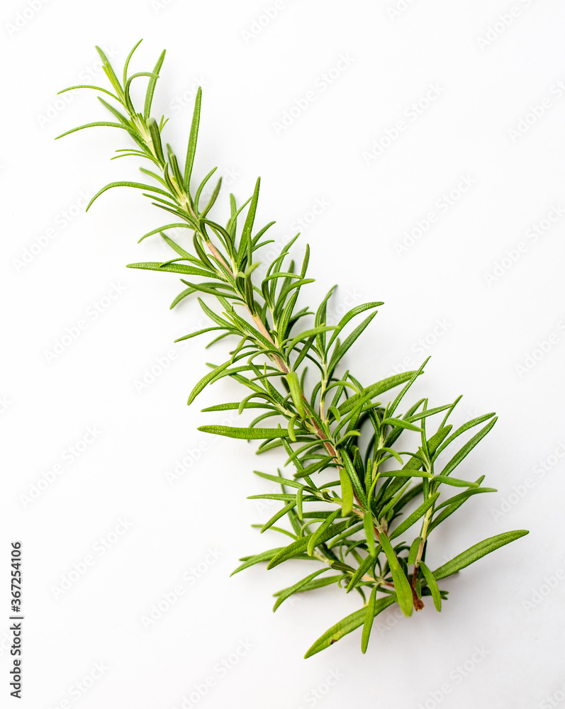 Fototapeta premium Fresh cut Rosemary Isolated on White 