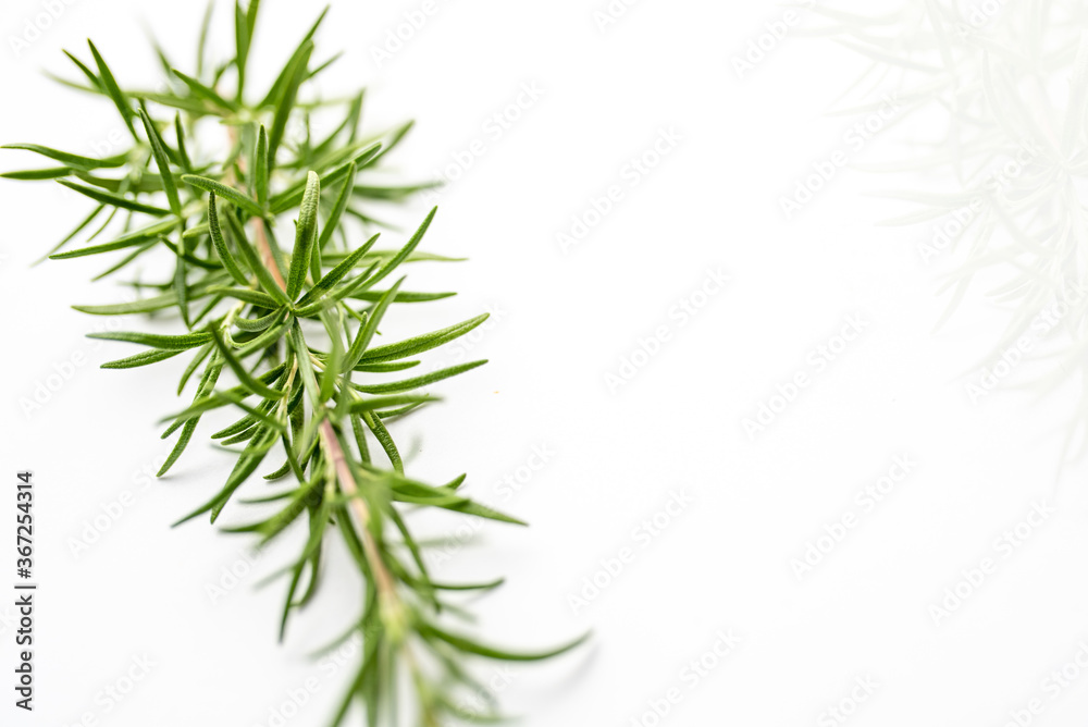 Fresh cut Rosemary Isolated on White card with copy space Fresh cut Rosemary Isolated on White card with copy space