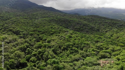 tea plantation in the mountains