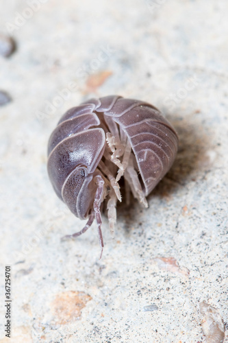 Roly poly bug, Armadillidium vulgare, rolled on a concrete floor for protection
