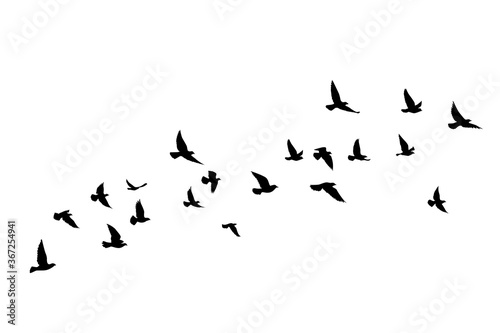 Fototapete Flying birds silhouettes on white background