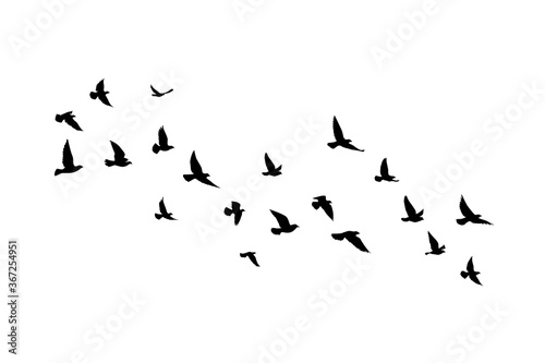 Flying birds silhouettes on white background. Vector illustration. isolated bird flying. tattoo design.