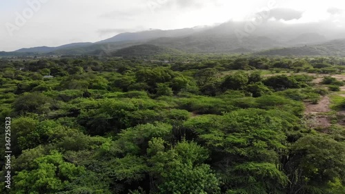 green forest in the mountains