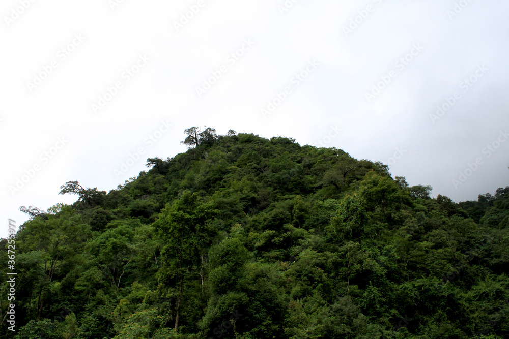 Beautiful green hill with lots of lots trees standing in front of sky