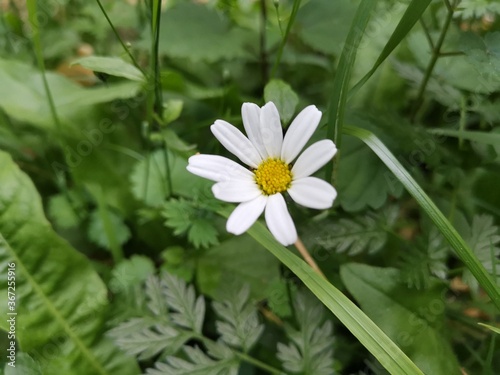 white and yellow flower