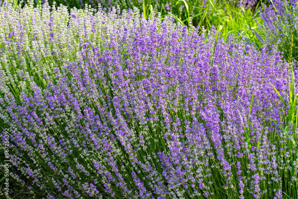 Obraz premium Beautiful fragrant lavender flowers in the middle of the green plain