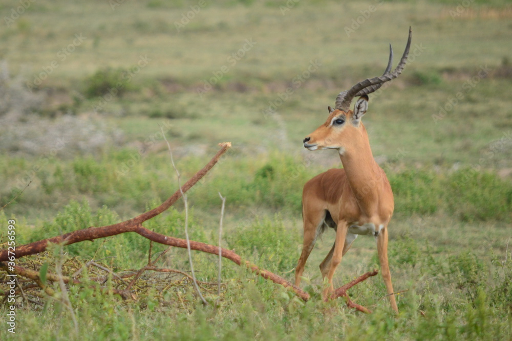 Thomson's Gazelle in Masai Mara Thomson's Gazelle in Masai Mara