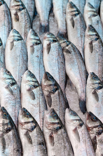 Fresh sea bass, Dicentrarchus labrax, on display on a UK fishmongers market stall