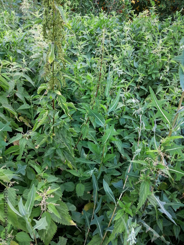 close up of fresh herbs