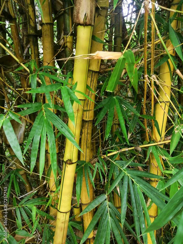 Obraz premium bamboo forest background