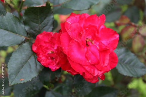 tender bud of rose with its leaves and dew in the eastern part of Nepal