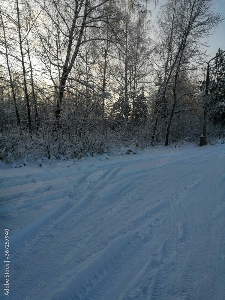 Obraz premium snow covered trees