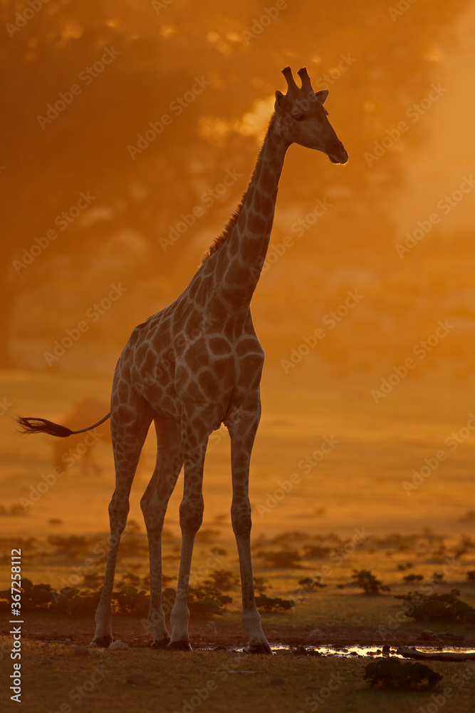 A giraffe (Giraffa camelopardalis) in dust at sunrise, Kalahari desert, South Africa.