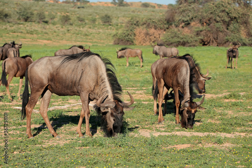Herd of blue wildebeest (Connochaetes taurinus) grazing in natural habitat, Kalahari, South Africa.