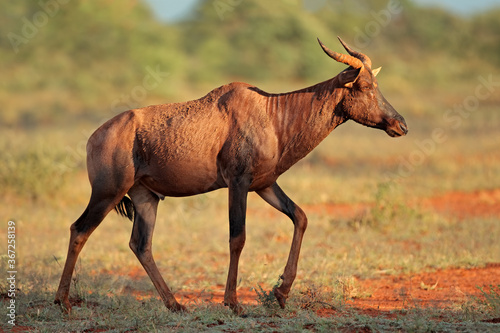 Rare tsessebe antelope (Damaliscus lunatus) in natural habitat, Mokala National Park, South Africa.