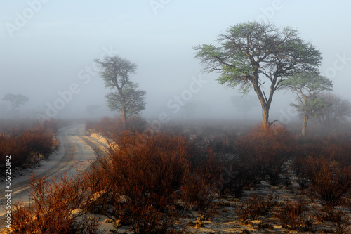 Scenic landscape with trees in mist, Kalahari desert, South Africa.
