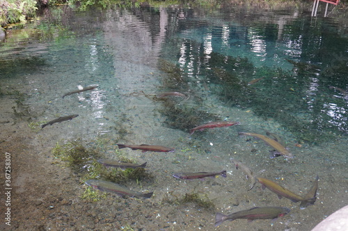 泳ぐ魚たち