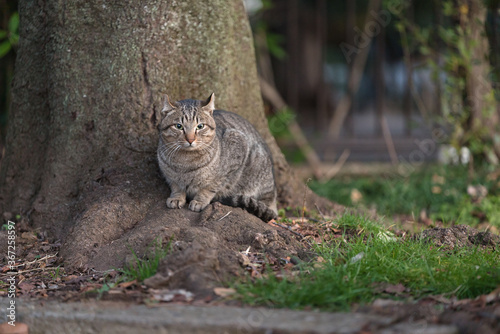 樹の下のキジトラ猫 © 智通 伊藤