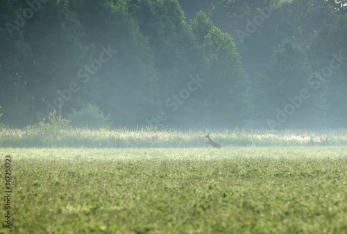 early and foggy summer morning