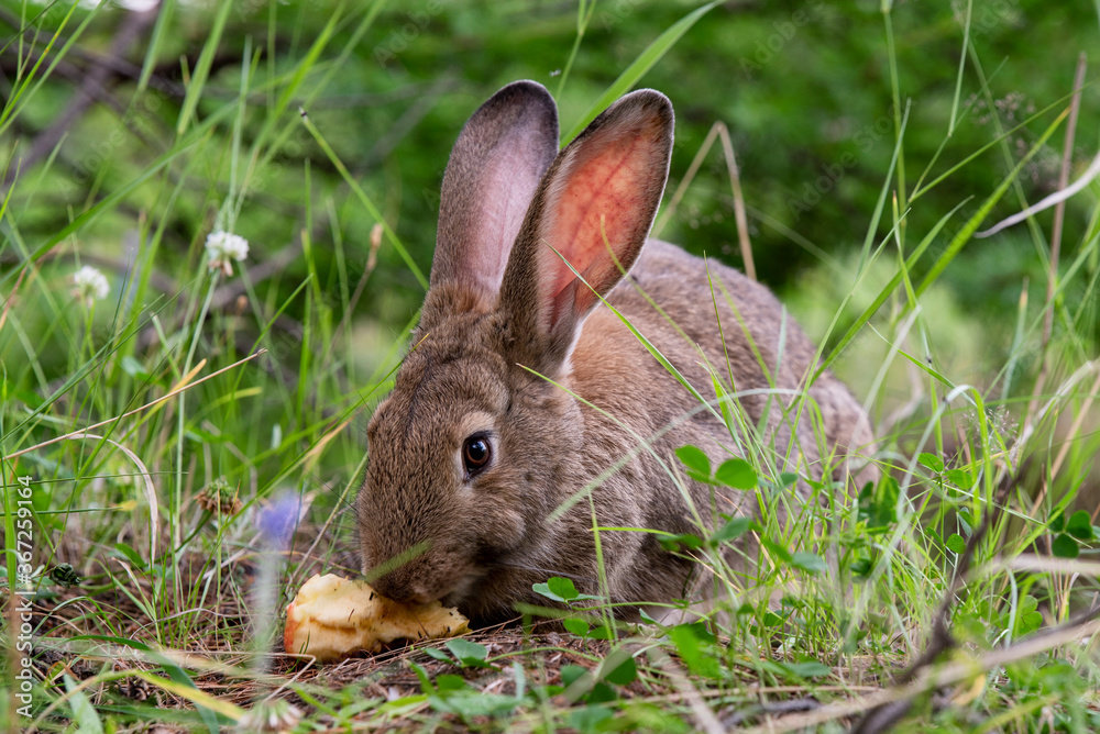Fototapeta premium gray big rabbit in the grass eating an apple