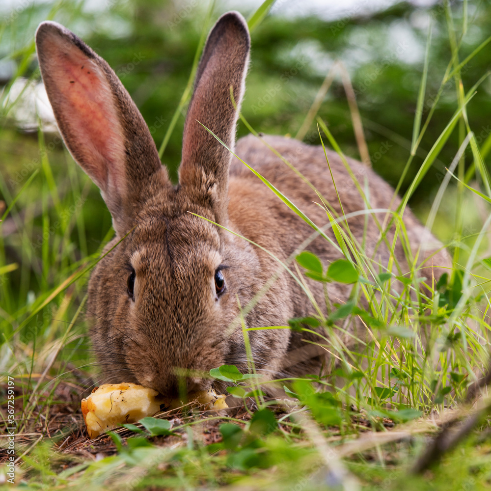 Fototapeta premium gray big rabbit in the grass eating an apple