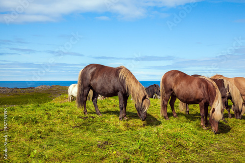 Thoroughbred horses