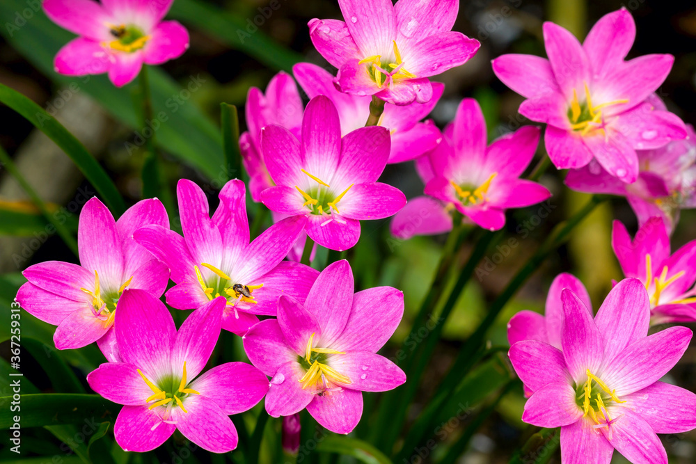 Close up of Zephyranthes Lily or Rain Lily or Fairy Lily or Little Witches flower blossom in flower garden Close up of Zephyranthes Lily or Rain Lily or Fairy Lily or Little Witches flower blossom in flower garden