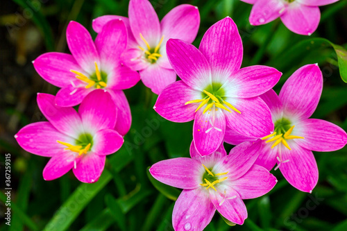 Quadro su tela Close up of Zephyranthes Lily or Rain Lily or Fairy Lily or Little Witches flowe