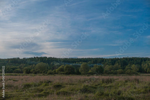  Glade in clear weather in summer. Clear sky. Summer field with kutsarnik