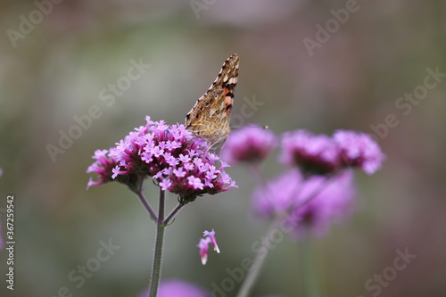 紫の花の上のヒメアカタテハという名前の蝶 A butterfly named Vanessa cardui on a purple flower. © chie