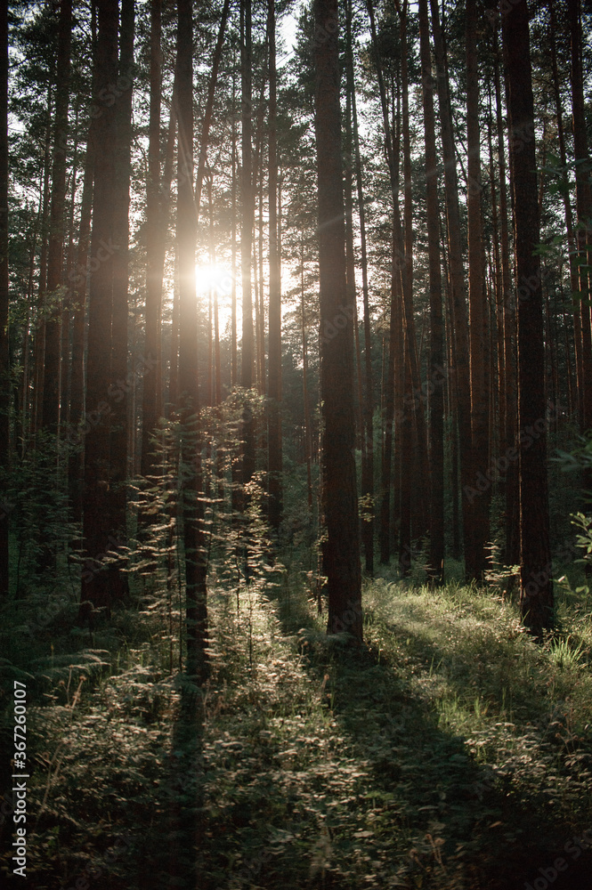 Fototapeta premium Forest at sunset. Forest landscape at sunset