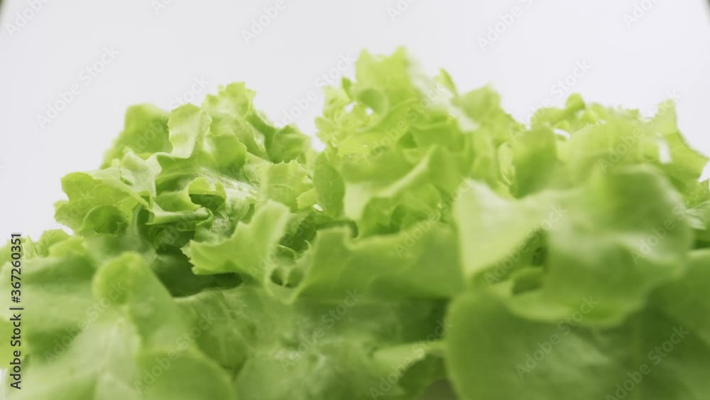 Green oak fresh lettuce planted in the Hydroponics style is beautifully placed and slowly rotating. Green oak fresh lettuce planted in the Hydroponics style is beautifully placed and slowly rotating.