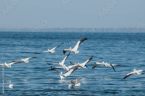 American White Pelican (Pelecanus erythrorhynchos) on Salton Sea, Imperial Valley, California, USA