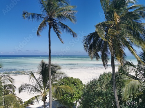 palm trees on the beach - zanziba photo