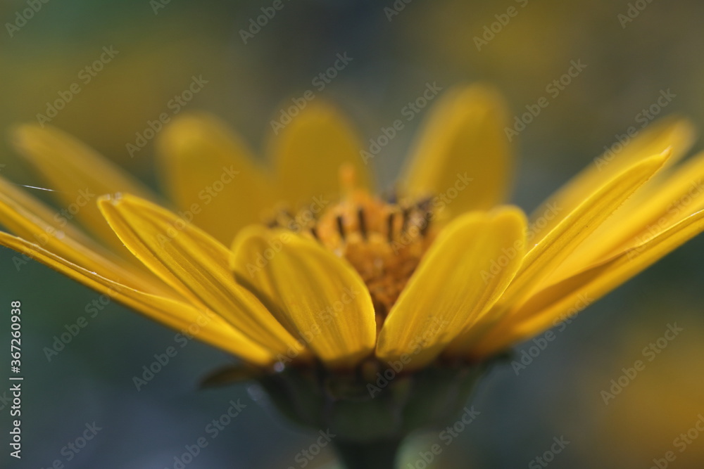 yellow flower in natural lighting yellow flower in natural lighting