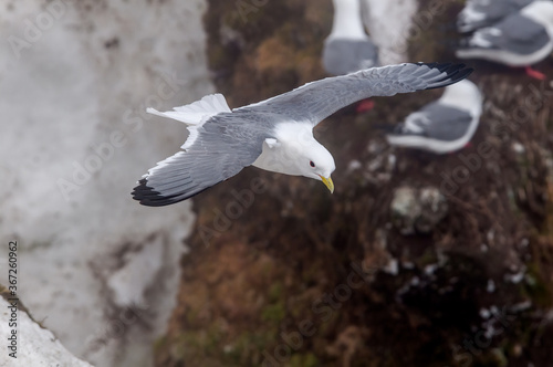 Red-legged Kittiwake (Rissa brevirostris) at St. George Island, Pribilof Islands, Alaska, USA photo