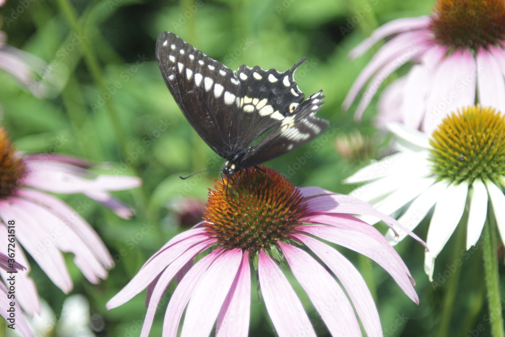butterfly sitting on Rubin Glow flower butterfly sitting on Rubin Glow flower