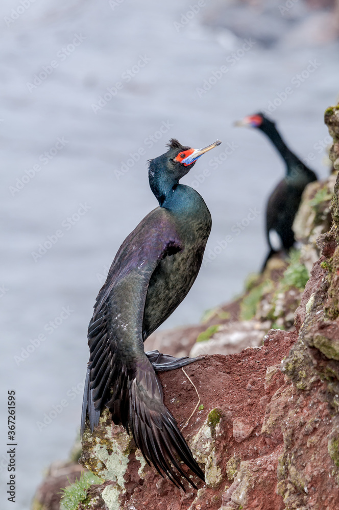 Naklejka premium Red-faced Cormorant (Phalacrocorax urile) at St. George Island, Alaska, USA